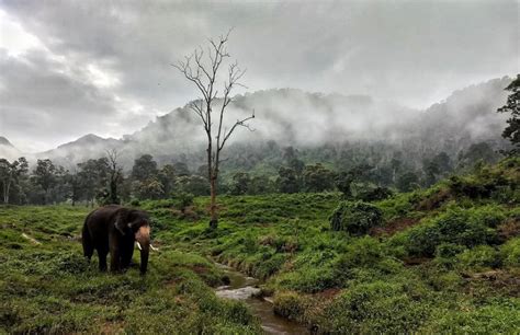 Kozhikamuthi Elephant Camp TopSlip