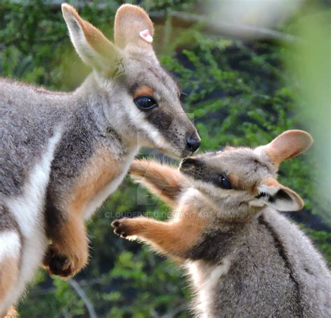 Yellow Footed Rock Wallaby n' Baby by CloudedHeu on DeviantArt