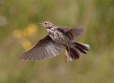 Sharpes birds: Meadow Pipit