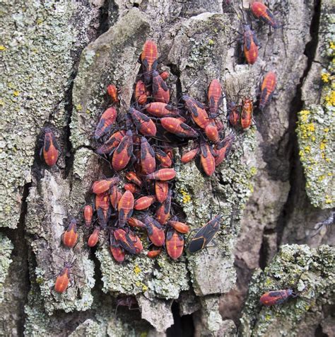 Boxelder Bug Control Methods - How To Get Rid Of Boxelder Bugs In Gardens | Gardening Know How