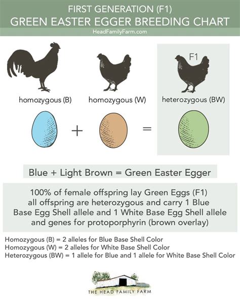 Olive Egger Breeding Chart | Printable Templates Free