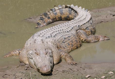 The Saltwater Crocodile – The Word’s Biggest Reptile « Big Animals