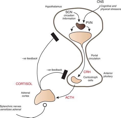 Hypothalamic-pituitary-adrenal Axis