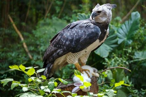 10 Harpy Eagle Facts - Fact Animal