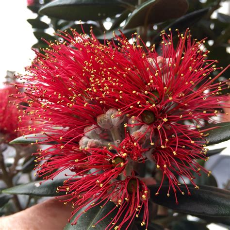 Pohutukawa flower..... "The New Zealand Christmas Tree!" Bill… Albizia ...