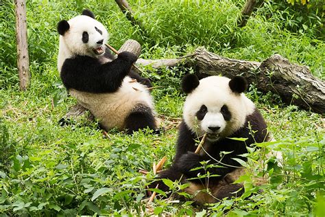 What Do Giant Pandas Eat? - WorldAtlas