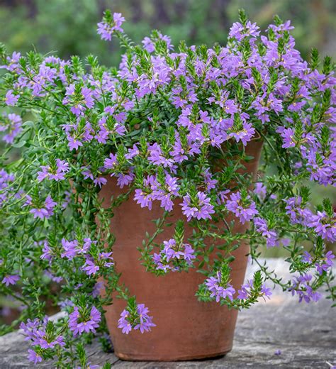 Buy Scaevola aemula 'Outback Fandancer' | Blue Fairy Flower | Sarah Raven