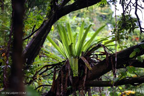 Birdnest fern [madagascar_masoala_0045]