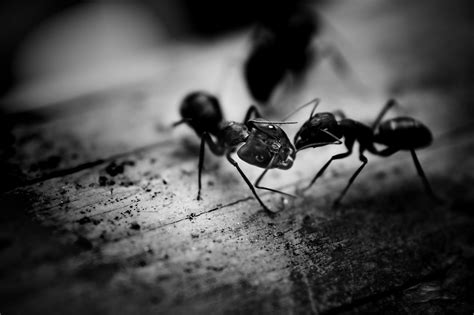 Black Ants · Free Stock Photo