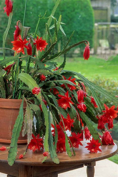 Red Epiphyllum Oxypetalum