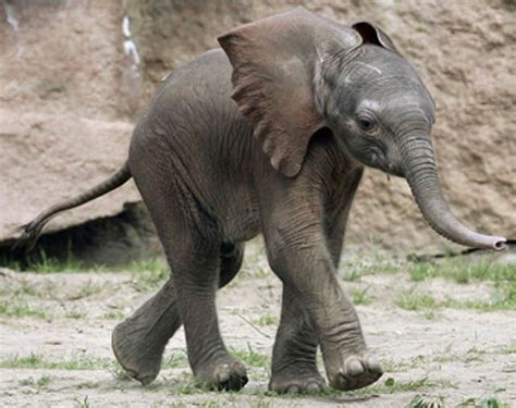 Funny Elephant Baby | Funny Animals