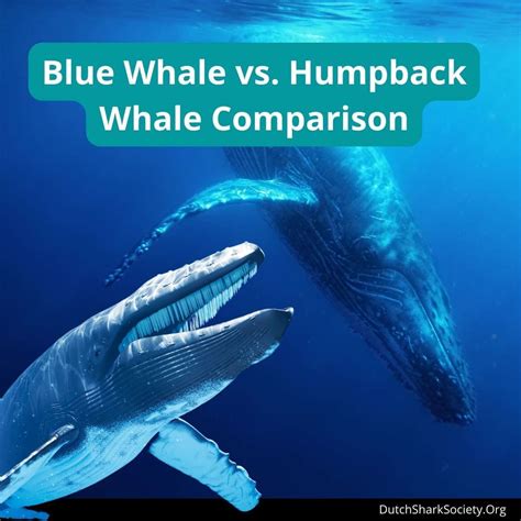 Blue Whale vs. Humpback Whale Comparison - Dutch Shark Society