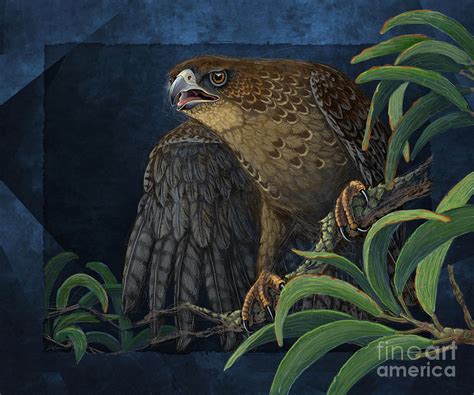 Hawaiian Hawk Digital Art by Tammy Yee