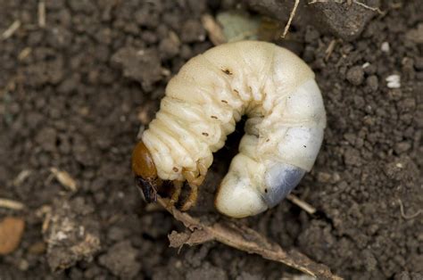 A Close-up Of A Grub Worm Photograph by Joel Sartore