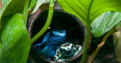 Can Poison Dart Frogs Make Good Pets?