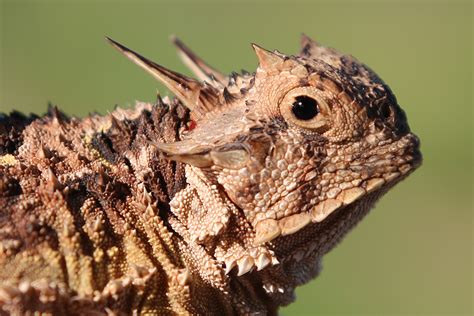 Operation horned lizard: Saving a Texas icon | Dallas ZooHoo!