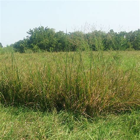 Native Wildflower and Prairie Grass Identification: Learning Our Land – Mother Earth News