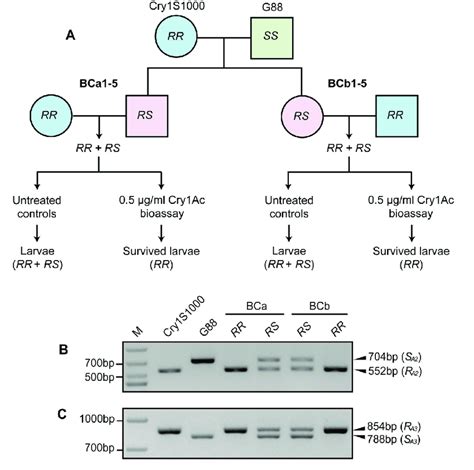 Genetic linkage analysis of R A2 and R A3 with Cry1Ac resistance. (A)... | Download Scientific ...