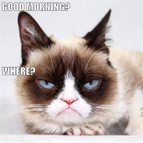 GOOD MORNING? WHERE? - Lolcats - lol | cat memes | funny cats | funny ...