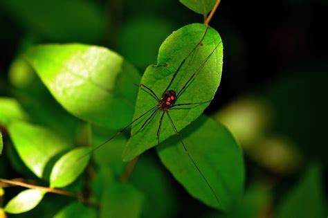 Harvestmen - World of Insects