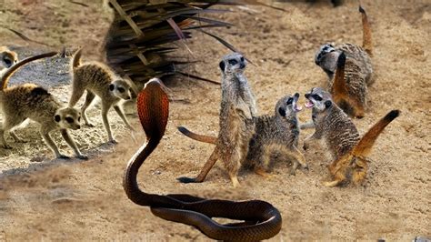 Meerkat family vs Snake - King Cobra , Lizard Real Fight Compilation ...