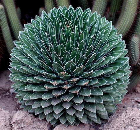 Vriksha Nursery: Agave : The Tequila plant...