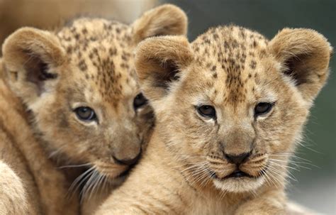 2 rare Barbary lion cubs born in Czech zoo