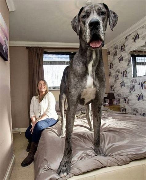 5 Biggest Dogs You have Ever Seen ~ The Pet's Smarty | Big dogs, Giant dogs, Dogs