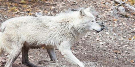 Wolf Tours in Yellowstone National Park | Yellowstone Tours