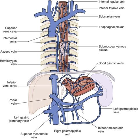 Esophagus | Thoracic Key