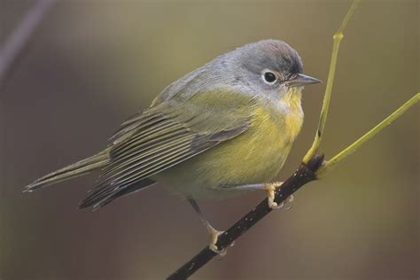 Fall Warbler Migration 2020 – Jeremy Meyer Photography