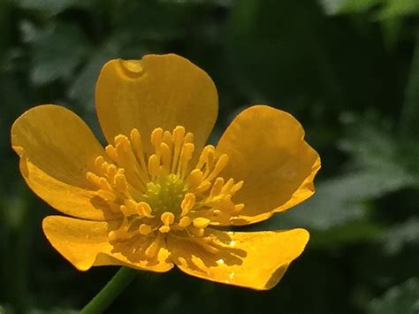 Ranunculus repens, the creeping buttercup, is a flowering plant in the buttercup family ...