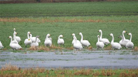 Swan Dwarf Migratory Bird - Free photo on Pixabay - Pixabay