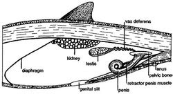 Dolphin - Reproductive Systems of Phyla