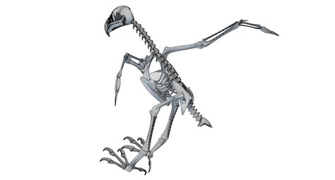 Bald Eagle Skeleton – 3D Horse