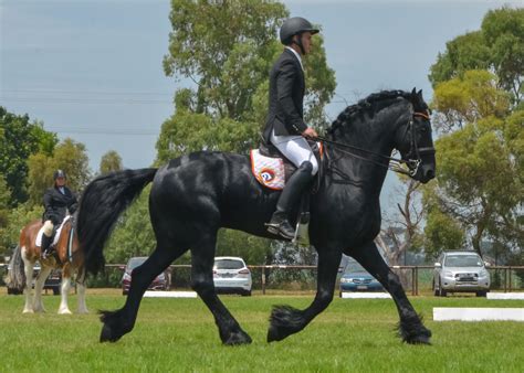 National Clydesdale and Horse Festival 2018 - Kathryn | Horses ...