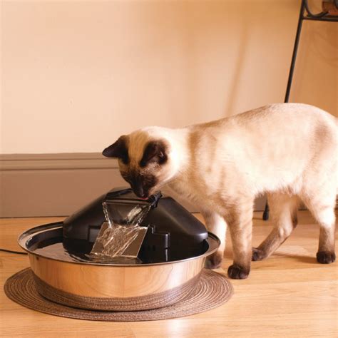 PetSafe Drinkwell Zen Pet Fountain Review - Kitty Loaf