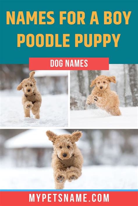 Boy Poodle Names | Shichon puppies, Puppy names, Poodle puppy