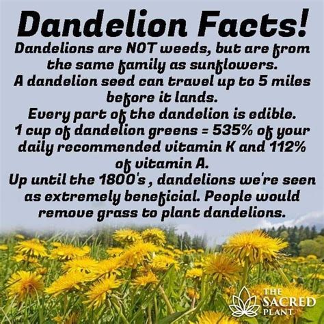 Dandelion Facts | Edible wild plants, Healing plants, Lawn and garden