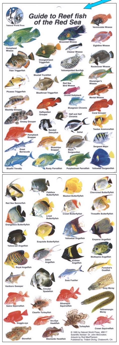 Caribbean Fish Identification Card - THE SHOOT