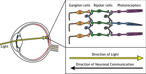 Vision: The Retina – Foundations of Neuroscience