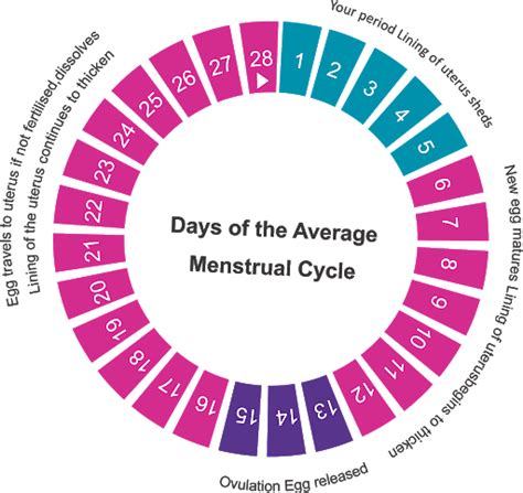 EASY WAY TO KNOW YOUR OVULATION PERIOD - Health GadgetsNG