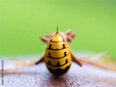 hornet sting Stock Photo | Adobe Stock