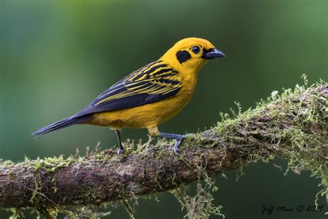 Golden Tanager | Golden Tanager - Sachatamia Lodge, Mindo, E… | Flickr