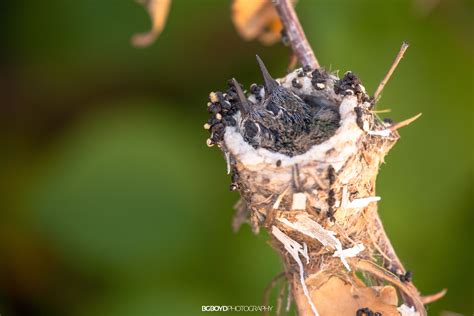 Photos - BG Boyd Photography | Hummingbird nests, Boyds, Photography