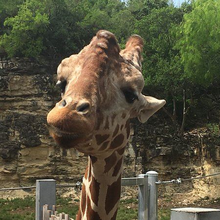 San Antonio Zoo - 2018 All You Need to Know Before You Go (with Photos) - TripAdvisor