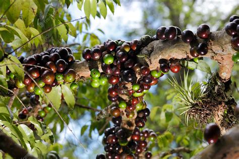 Premium Photo | Jabuticaba