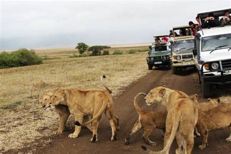 10 Best Great Migration Tours in Kenya 2022/2023 - TourRadar