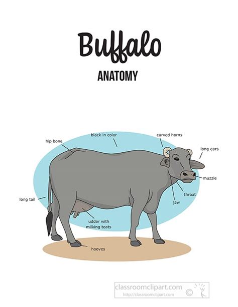 Buffalo Clipart Clipart - buffalo-female-external-anatomy-clipart ...