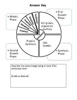 Cell Cycle Graphic Organizer | Cell cycle, Graphic organizers, Cell